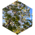 challenge badge