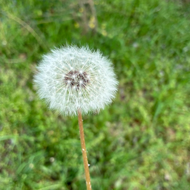 Walking for the girls ✨ logo