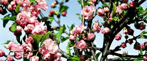 challenge background