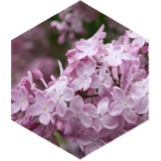challenge badge