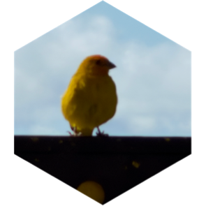 challenge badge