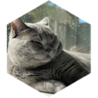 challenge badge