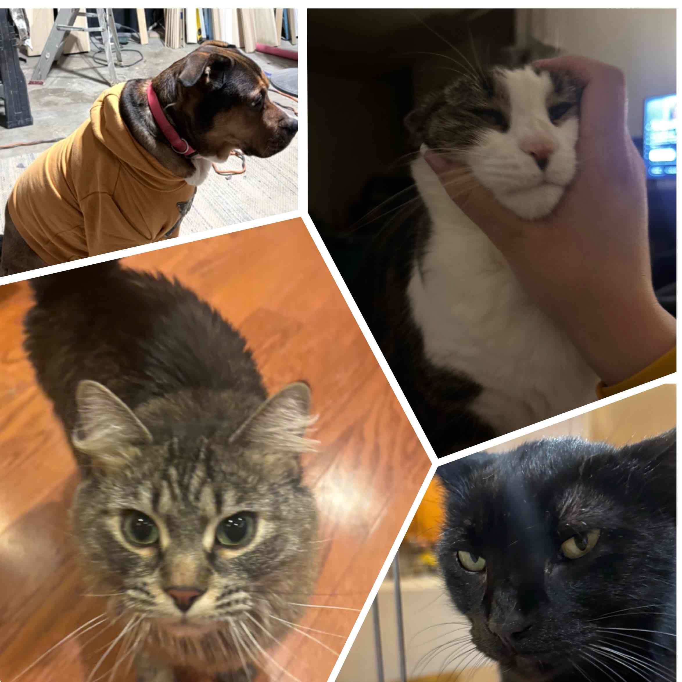 Amamos Los Gatos logo