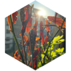 challenge badge