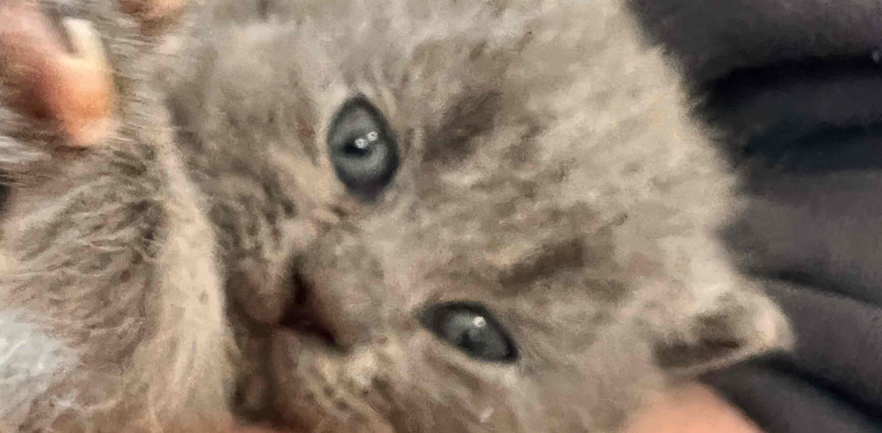 I love cat logo