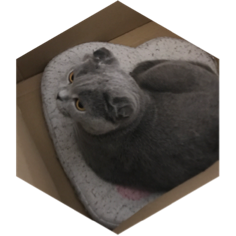 I love cat icon