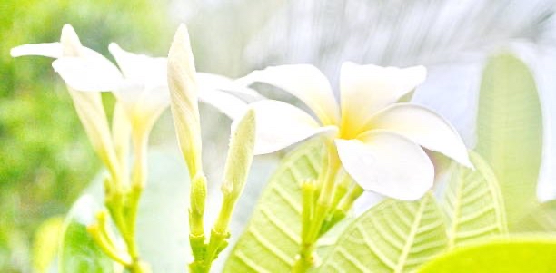 challenge background