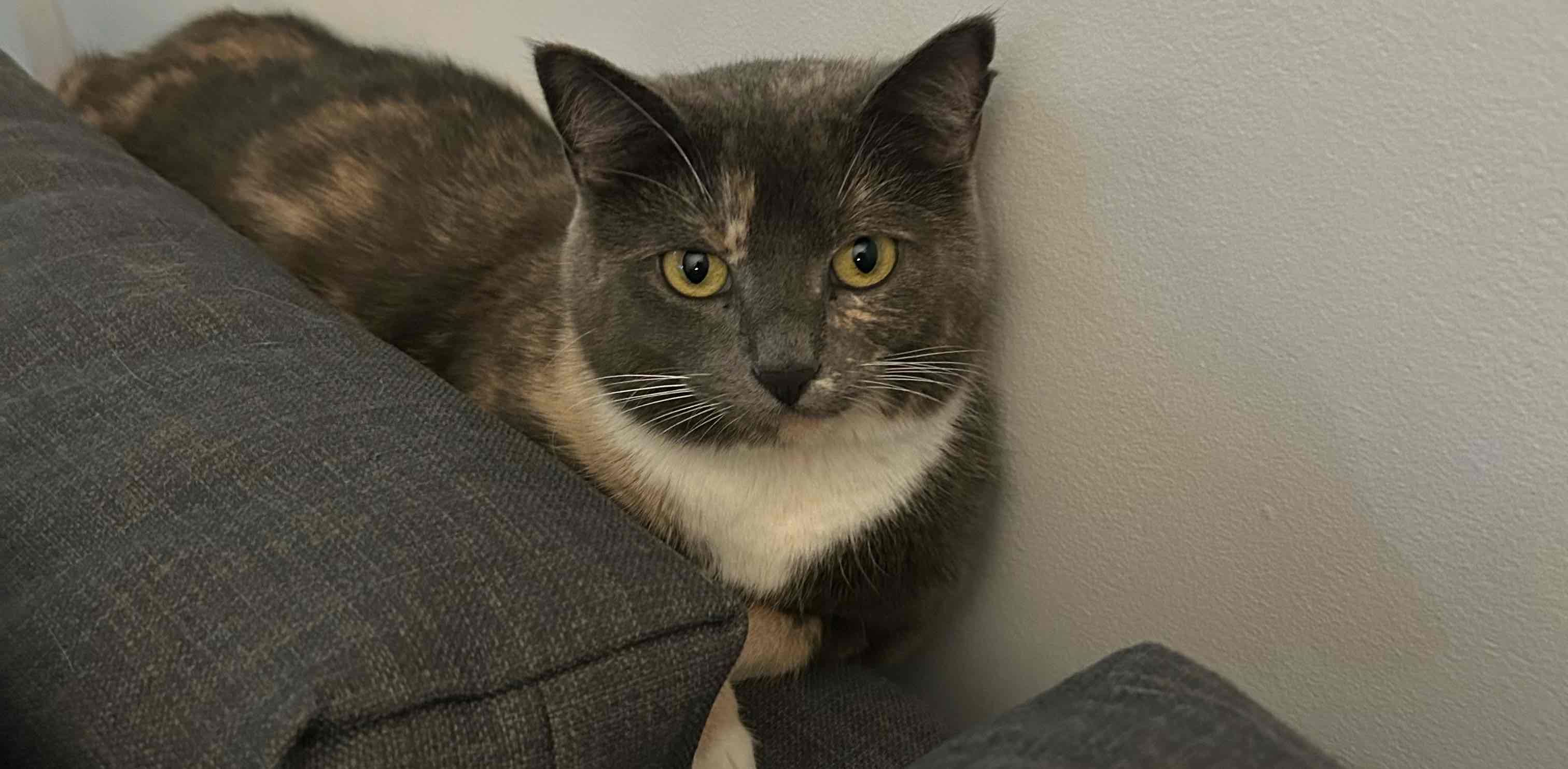 challenge background