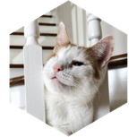 challenge badge
