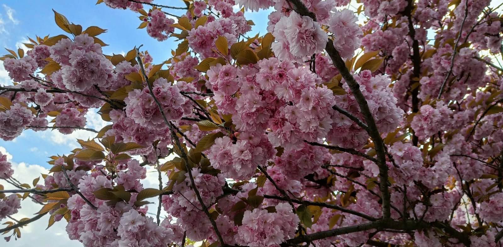 challenge background