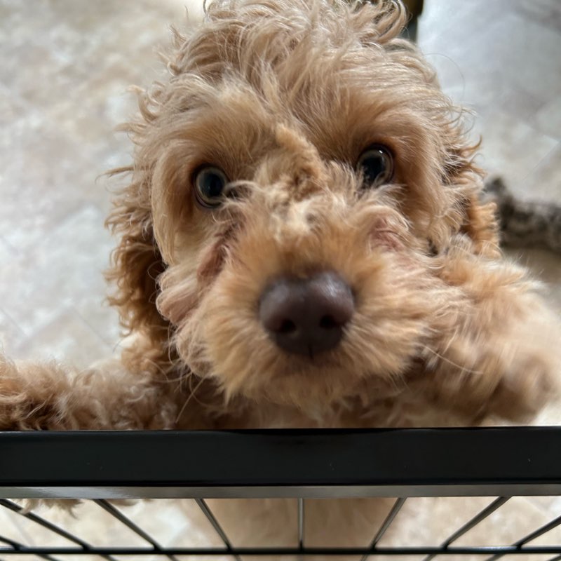 Team Nymeo Spring 2026 logo