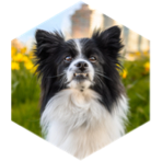 challenge badge