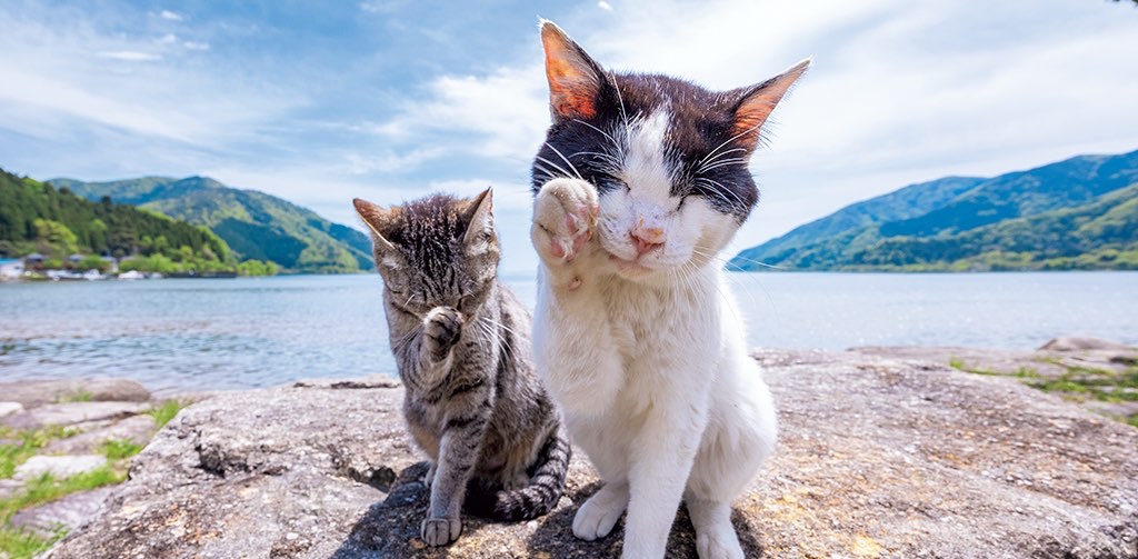 challenge background