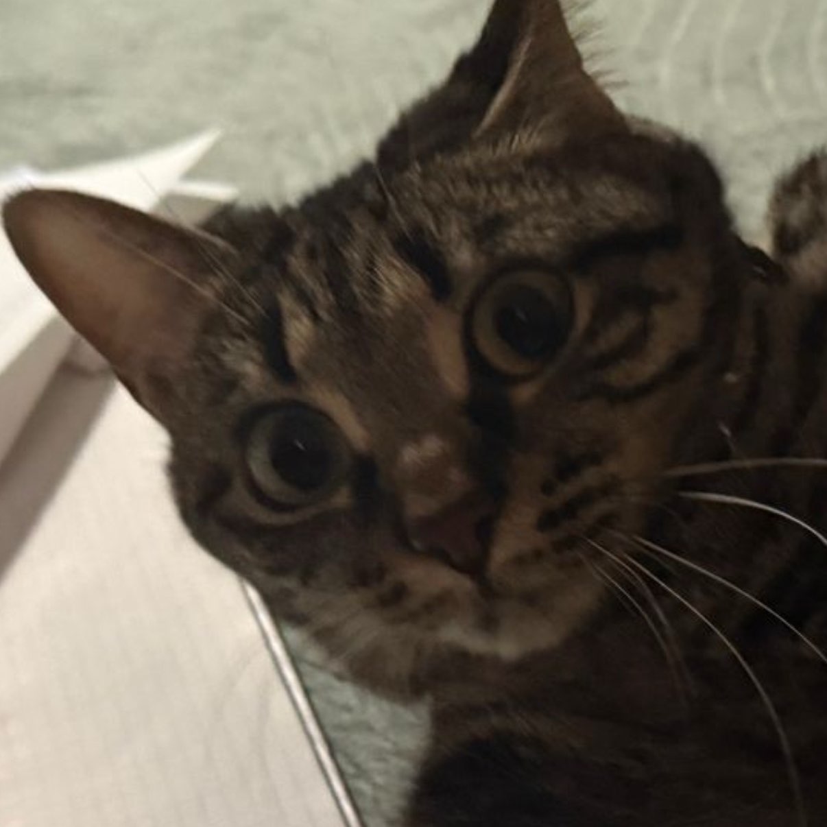 Die möchtgern Sportler logo