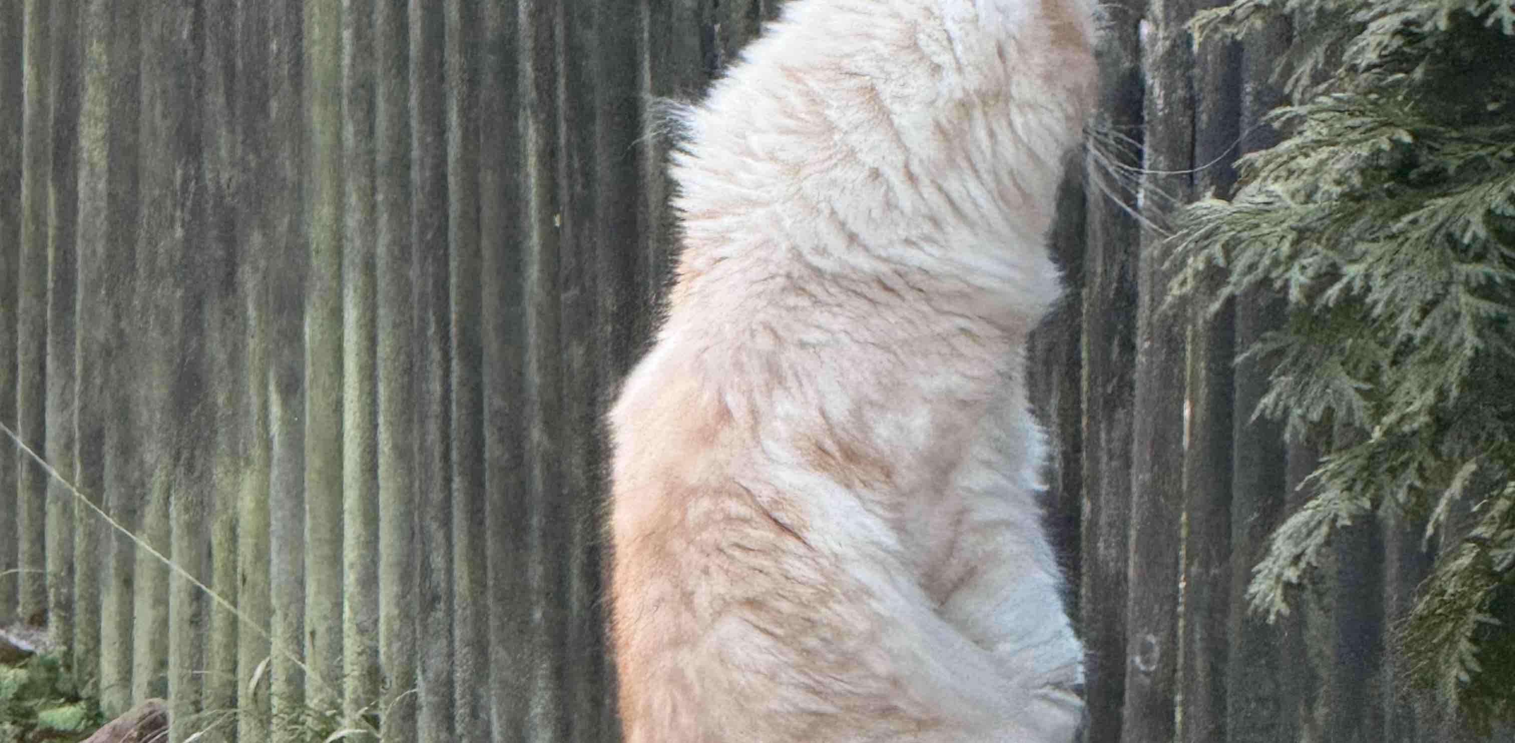 challenge background