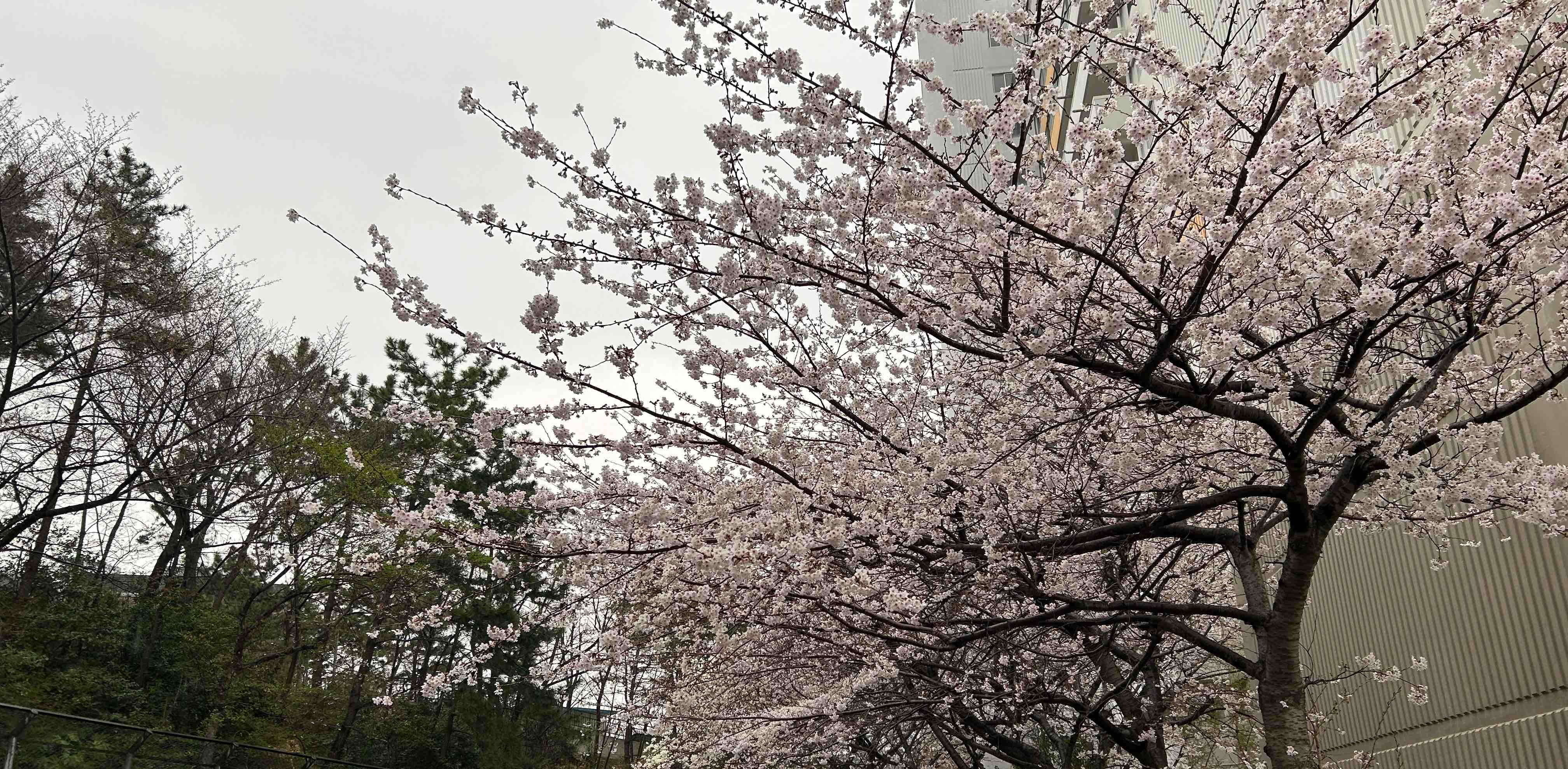 challenge background