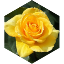 🌹 May Rose 3000 🌹 icon