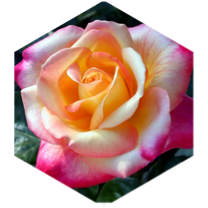 🌹 May Rose 1000 🌹 icon