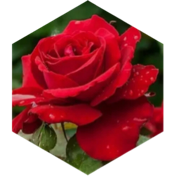 🌹 May Rose 6000 🌹 icon