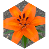 Group 45M steps Challenge icon