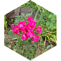 challenge badge