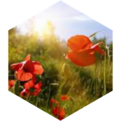 challenge badge