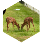 challenge badge
