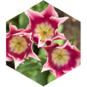 Summer 3km GPS Race icon