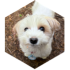 challenge badge