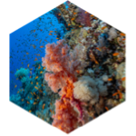 challenge badge