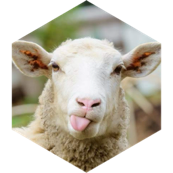challenge badge