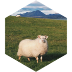 challenge badge