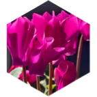 challenge badge
