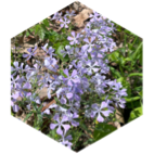 challenge badge