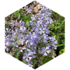 challenge badge