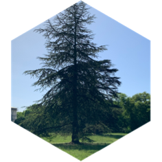challenge badge