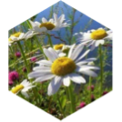 challenge badge