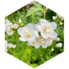 challenge badge