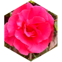 challenge badge