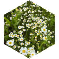 challenge badge