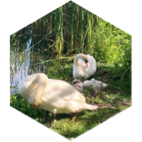challenge badge