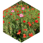 challenge badge