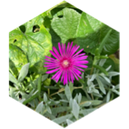 challenge badge