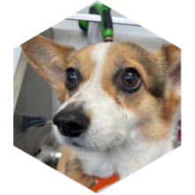 challenge badge