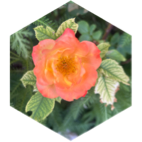 challenge badge