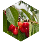 challenge badge