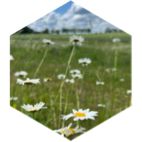 challenge badge