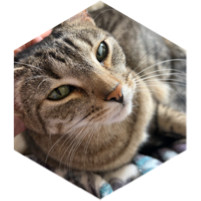 challenge badge