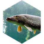challenge badge