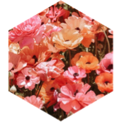 challenge badge
